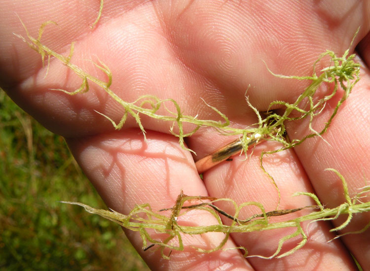 Muschio in prato umido 1